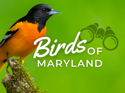 Birds of Maryland