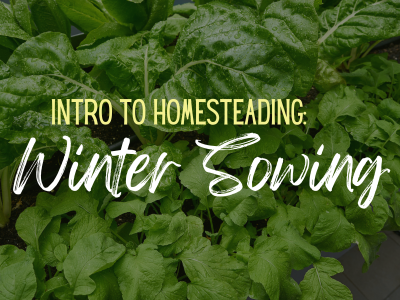Intro to Homesteading: Winter Sowing
