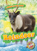 Image for "Reindeer"