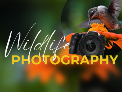 Wildlife Photography
