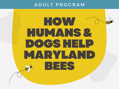 How Humans and Dogs Help Maryland Bees