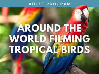 Around the World Filming Tropical Birds