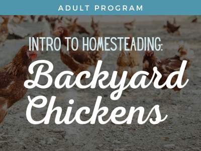 Intro to Homesteading: Backyard Chickens