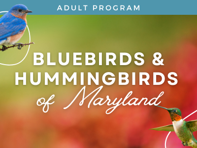 Bluebirds and Hummingbirds of Maryland