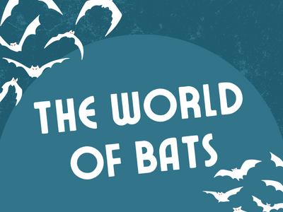 The World of Bats