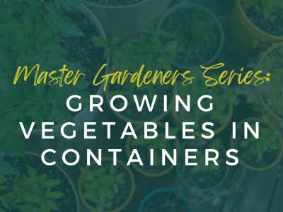 Growing Vegetables in Containers