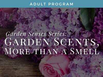 Garden Senses Series: Garden Scents, More than a Smell