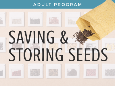 Saving and Storing Seeds
