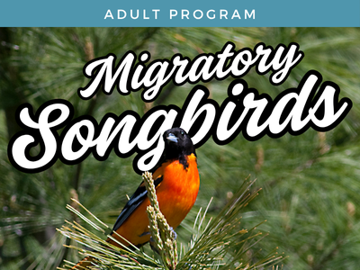Migratory Songbirds of Maryland