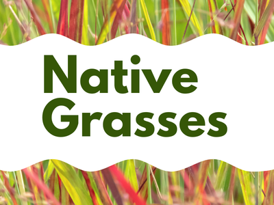 Program Title: Native Grasses
